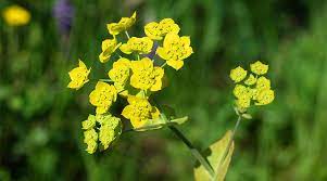 Medicinal Use Of Bupleurum Hare S Ear Root Chai Hu Bupleurum Chinense Syn B Scorzoneraefolium Apiaceae Herbs And Remedies