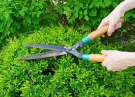 Info harga gunting dahan gunting ranting gunting murah mulai dari rp 19.000 bersaing dari beberapa marketplace seperti bukalapak atau home harga gunting dahan gunting ranting gunting. Gunting Untuk Taman 314167 Info