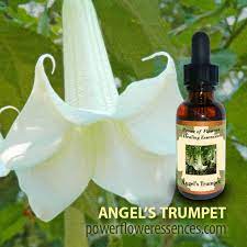 Maybe you would like to learn more about one of these? Angel S Trumpet Flower Essence Isha Lerner Healing Remedy