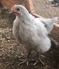 Lavender Orpington Chickens A Perfect Backyard Chicken Breed Home Garden And Homeste Lavender Orpington Chickens Chickens Backyard Breeds Chickens Backyard