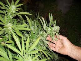 All of these parts of a plant are essential to. Tipps Um Die Cannabispflanze Nach Der Ernte Zu Regenerieren
