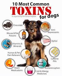 30,611 likes · 46 talking about this · 77 were here. News Tagged Aspca Poison Control Famous Skin Care