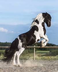 Black And White Horse Names Black And White Beaty Photo B Atlar Hayvanlar Alemi Hayvanlar