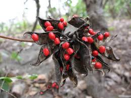 Image result for Abrus fruticulosus