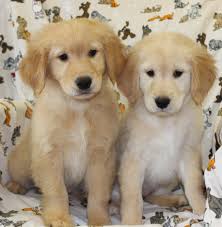We also offer bird and small animal care services. Nj Puppy Store Bergen County 201 773 8280 Dog Njpuppystore Contact