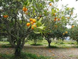 As you know we are big fans of gardens. How To Grow Beautiful Fruit Trees House Home Adventures Of Frugal Mom