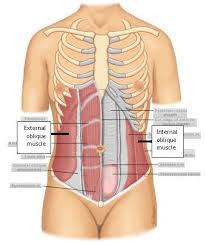 Exercise can be progressed by adding external resistance, upper limb or lower limb movement while holding abdomen drawing in. Muscles In Lower Left Abdomen Left Vs Right Back And Abdominal Pain In Women Beginning Laterally And Most Superficially The External Oblique Muscles Are The First Muscular Layer Originating From