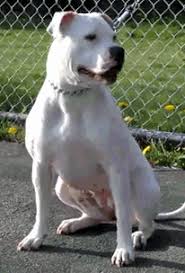 Breeding quality presa canario puppies with a 2 year health guarantee triple registered. Pitbull Presa Canario Mix Pictures Of Presa Pit Mix