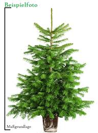 Fügen sie ihrem warenkorb schliesslich gerne noch weitere produkte aus der weihnachtswelt hinzu. Weihnachtsbaum Im Topf Kaufen Anwachsfahig