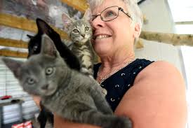 Kitten breeding season 'madness' keeps carers busy