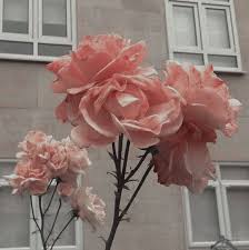 Grey Pink Aesthetic Peach Aesthetic Pastel Pink Aesthetic Pink Aesthetic See more gray pink wallpaper, gray floral wallpaper, gray wallpaper, great gray owl wallpaper, clean gray wallpaper, modern gray wallpaper. peach aesthetic pastel pink aesthetic