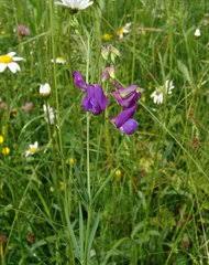 Image result for Microcharis annua