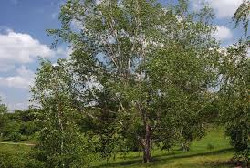 Image result for Deverra burchellii