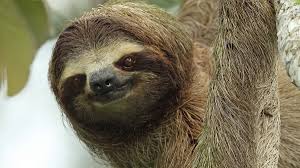 ナマケモノ 性格