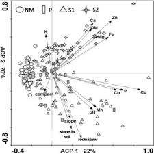 Image result for Crepidorhopalon rupestris