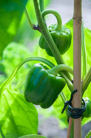 Image result for Capsicum annuum