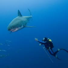 Shark Week: Zen and the Art of Shark Diving | Discovery