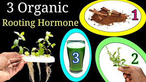 Hormex Rooting Powder Pack - #1,3,8 - Clone Easy To Difficult Plants