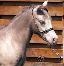 Check spelling or type a new query. Champagne Dilution Horse Coat Color Animal Genetics