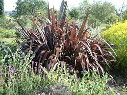 Image result for Phormium
