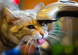 What Causes A Cat To Smell Bad Why Does My Cat Smell Bad Petmd