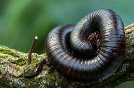 The top 5 are always bdo (banco de oro), metrobank, landbank, bpi (bank of the philippine islands) and pnb (philippine national bank). 10 Terrifying Nightmare Insects You Should Now Advanced Ipm