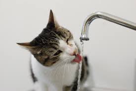 The most common breeds with this pigment are munchkins, egyptian maus, british shorthairs, bengals, maine coons, abyssinians, american bobtails and persians. 5 Facts About Tabby Cats 5 Facts About Tabby Cats
