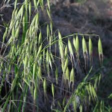 Image result for Avena byzantina