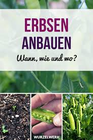 Erbsen Zuckererbsen Pflanzen Und Anbauen Wurzelwerk Erbsen Pflanzen Zuckererbsen Erbsen Anbauen