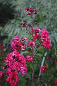 pick the best crape myrtle variety for pa winters