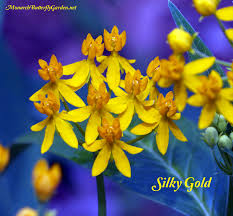 Cover with 1/8″ of finely sifted soil. Find Milkweed Plants And Milkweed Seeds For Monarchs 25