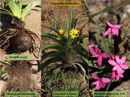 Image result for Hypoxis sp. A (as per FZ 12-3)