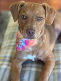 ADOPTED! Cooper is AVAILABLE 💙🐶 He's so photogenic  WoofLoveMelissa@gmail.com