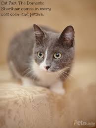 Domestic Shorthair