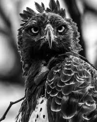 Instagram Photo By National Geographic Jun 23 2016 At 1 41pm Utc Animals Beautiful Animals Photo