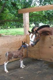 I Pinimg Com 600x 1d 87 89 1d87899e192f9afae7d9f5d80631dd3f Jpg Horses Animals Animals Beautiful
