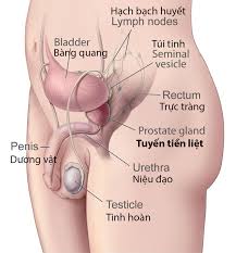 Sau khi uốn cong 2 lần, kết tràng xích ma nối tiếp với trực tràng là một ống thẳng, dài khoảng 15 cm và kết thúc ở hậu môn mở ra ngoài cơ thể. Bá»‡nh Tuyáº¿n Tiá»n Liá»‡t La Gi VÆ°Æ¡ng Báº£o