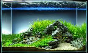 Pin By Sweet On 45p Aquarium Landscape Aquascape Aquascape Aquarium