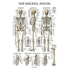 Laminated Skeletal System Poster Human Skeleton Chart 18