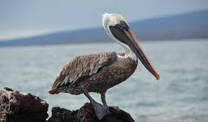 Animals beautiful animals and pets animals friendship animal lover cute animals funny global warming threatens the birds we love, including the brown pelican but if we band together, we can. Galapagos Brown Pelican Go Galapagos