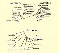 Domains Archaea And Bacteria Tree Of Life Tree Of Life Life Bacteria