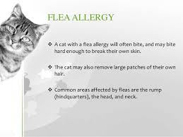 Best topical flea treatment for cats: Cat Allergies Symptoms Diagnosis Treatment Prevention