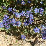 Image result for Lysimachia monelli