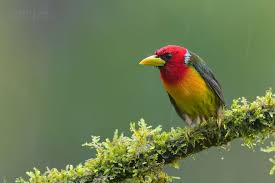 Birds With Redheads In Ohio 39 Photographs Of Beautiful And Colorful Birds I Captured In The Rainforest Of Colombia In 2020 Rainforest Beautiful Birds Bird Species