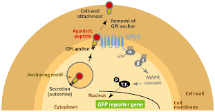 We did not find results for: Plos One Cell Wall Trapping Of Autocrine Peptides For Human G Protein Coupled Receptors On The Yeast Cell Surface