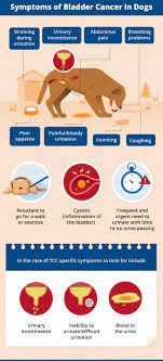 The majority of people have bladder cancer that hasn't invaded the muscle wall when first your healthcare provider will tell you if you need to avoid taking any of your medication — for it can prevent cancer from spreading into the bladder muscle wall. Bladder Cancer In Dogs Canna Pet