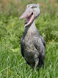 Last year, actress alyssa milano made the shoebill stork go viral … Meet The Shoebill The Terrifying Bird Of Prey With A 7 Inch Beak