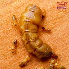 We run the bugs out! The Termite Queen A Mother S Story Tap Pest Control Insulation Tap Pest Control Insulation
