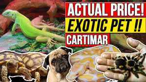 Open 7 days a week. Cartimar Pet Shop Updated Price List Complete Guide Exotic Pet Dog Shop Reptilab Philippines Youtube