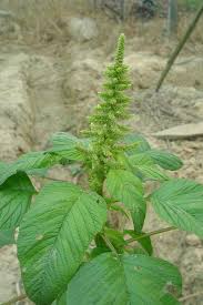 Image result for Amaranthus hybridus